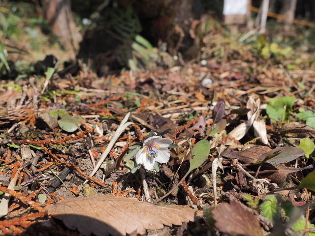 sklfhさんの節分草(「江古花園」、「遠阪地域」、「森地区」)の投稿写真1