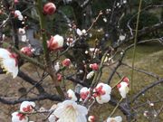 メロンさんの渉成園(枳殻邸)の投稿写真2