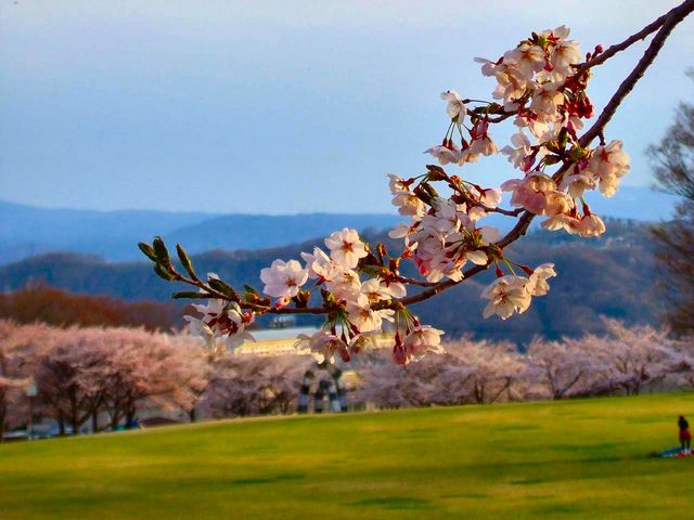 きのこさんの東御中央公園の投稿写真1
