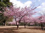 kazuさんの都立林試の森公園の投稿写真1