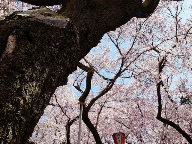 見事な桜木 _高遠城址公園