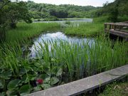 るぴやんさんの浮島の投稿写真4