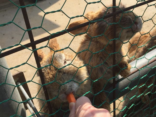 うさぎの餌は人参でした。100円。_丹後ジャージー牧場 ミルク工房 そら