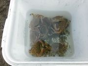 もとちゃんさんの森川漁網店(ヒラツメガニ釣り体験)の投稿写真3