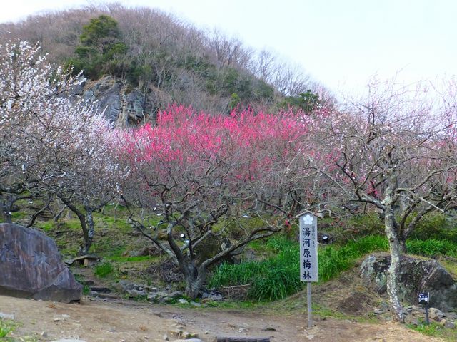 幕山 湯河原梅林