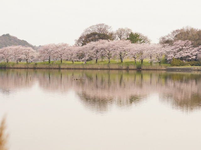 湖岸に咲く桜_北潟湖
