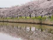 hirotyanさんの北潟湖の投稿写真2