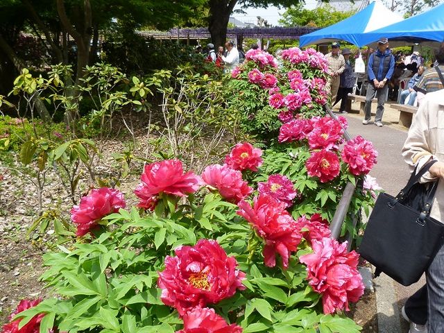 藤の花にも負けじと色とりどりのボタンが咲く_曼陀羅寺公園の藤