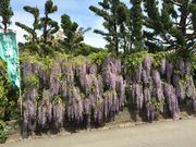 ガチャコさんの熊山英国庭園の投稿写真4