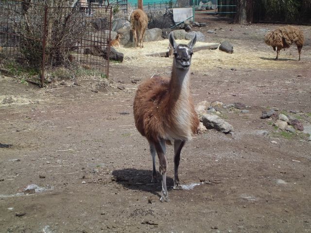 動物たちに餌やり。_伊豆アニマルキングダム