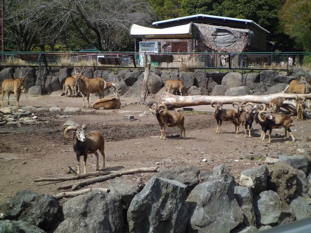 動物たち。_伊豆アニマルキングダム