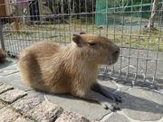 yutaさんの伊豆アニマルキングダムの投稿写真6