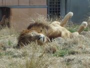 yutaさんの伊豆アニマルキングダムの投稿写真7