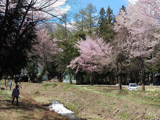 桜がまだ咲いていました_姫川源流自然探勝園 (姫川源流・親海湿原)