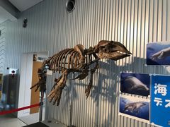 足寄動物化石博物館の写真1