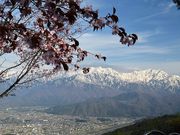 akiさんの井比わさび店の投稿写真2