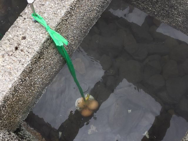 ゆで卵_足湯(湯村温泉)