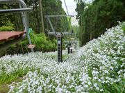 鶴亀松竹梅扇さんの賤ケ岳の投稿写真3