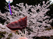 しどーさんの法多山尊永寺の桜の投稿写真2