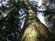 いわぴいさんの三徳山の投稿写真3