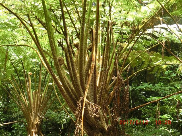 やっちゃんさんの自生ヘゴの投稿写真5