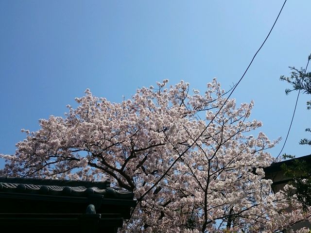 ピコリンさんの衣笠山公園の桜の投稿写真1