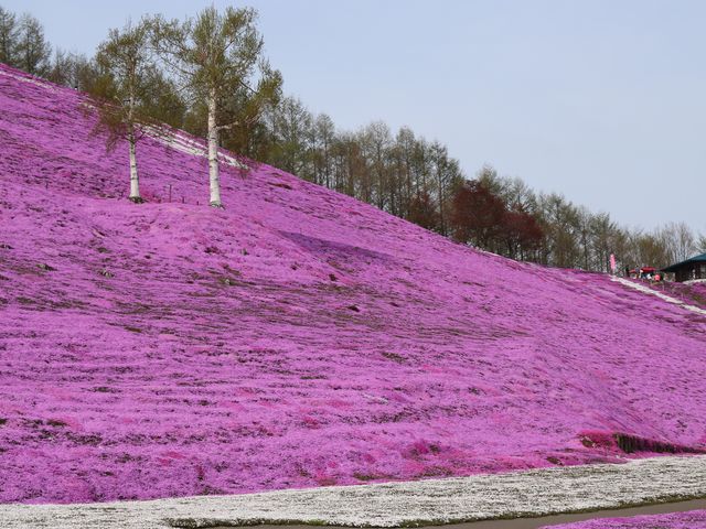 ひがしもこと芝桜公園