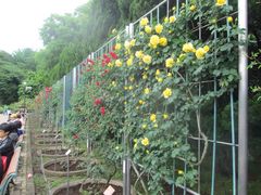 都立神代植物公園の写真2