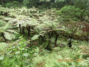 やっちゃんさんの自生ヘゴの投稿写真2