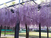 さちさんの熊野の長フジ(行興寺)の投稿写真2