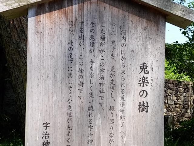 宇治神社 兎楽の樹_宇治神社