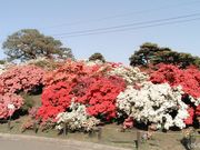syuさんのつつじが岡公園の投稿写真1