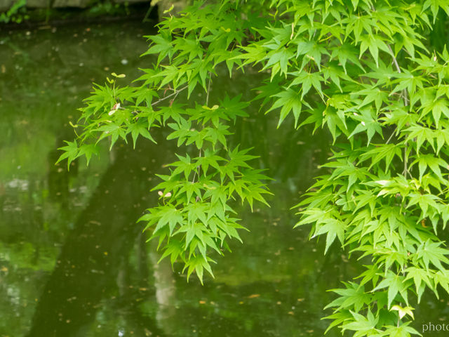 新緑の紅葉_京王百草園