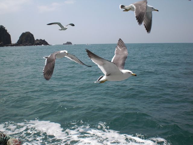 かもめ_笹川流れ