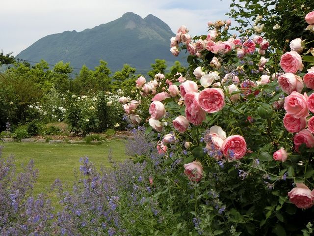 由布岳を望む薔薇_湯布院ホテル森のテラス