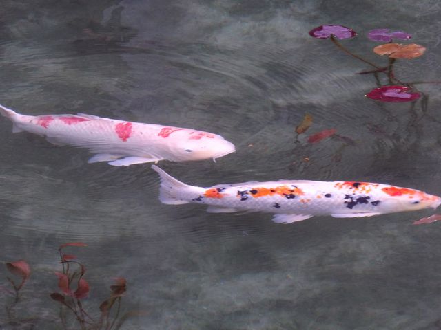 赤いハートマークが鮮やかです_モネの池 岐阜県