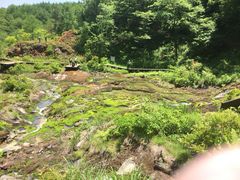 ヤマピー5さんのチャツボミゴケ公園への投稿写真1