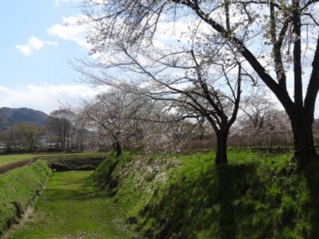 キヨさんの城山公園の桜の投稿写真2