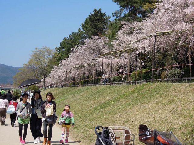 春の散策に最適だ_半木の道