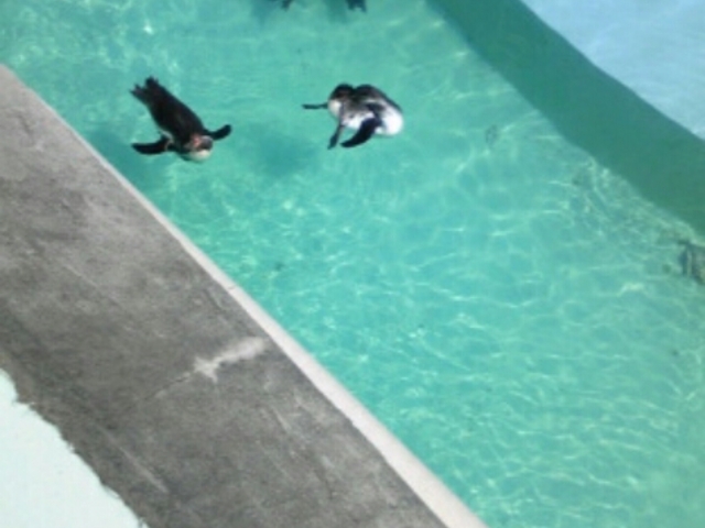 泳ぐペンギン_福岡市動植物園