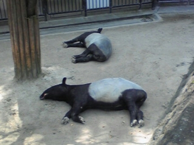 バテてている方々_福岡市動植物園