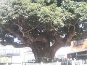 さとけんさんの川俣神社のスダジイの投稿写真3