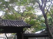 さとけんさんの瑞泉寺の投稿写真4