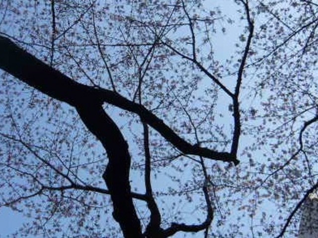 桜_播磨坂さくら並木のサクラ