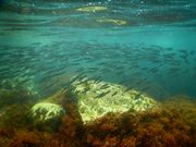 まりんばさんの初島スノーケリングセンターの投稿写真1