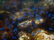 まりんばさんの初島スノーケリングセンターの投稿写真2