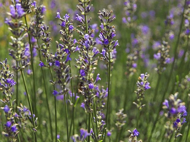 7月ごろがラベンダーみごろです_蒜山ハーブカーデンハービル