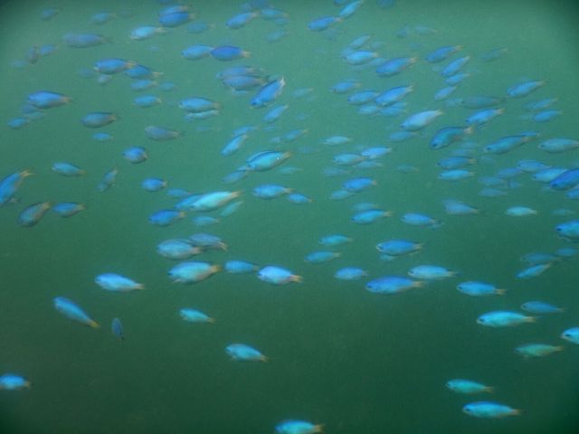 まりんばさんの琴ヶ浜海岸の投稿写真1