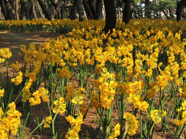 黄水仙_神奈川県立辻堂海浜公園