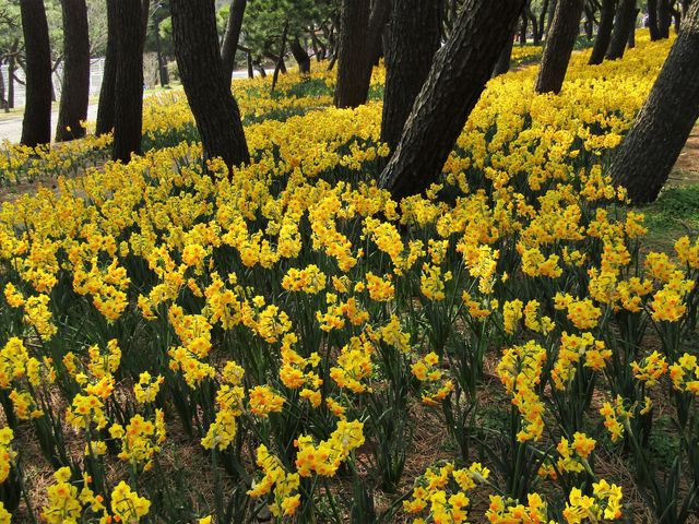 黄水仙_神奈川県立辻堂海浜公園